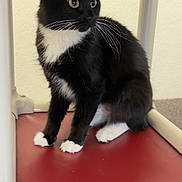 Pippi is registered to the contest to win money with this photo: cat, tuxedo_cat, black_and_white, pet, feline, whiskers, alert, indoor, cushion, maroon, white_paws, yellow_eyes, fur, animal, cute, sitting, looking_away, home, plastic_frame, closeup