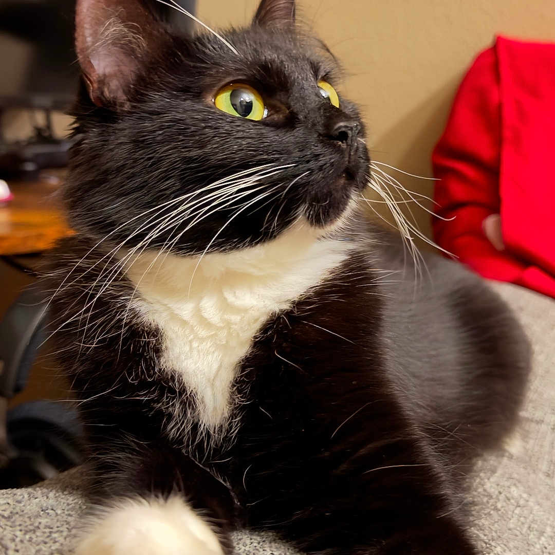 Pippi joined the competition — help win amazing prizes! animal, black_and_white, cat, closeup, couch, curious, fabric, feline, fur, home, indoor, paw, pet, portrait, relaxed, sitting, soft_lighting, tuxedo_cat, whiskers, yellow_eyes