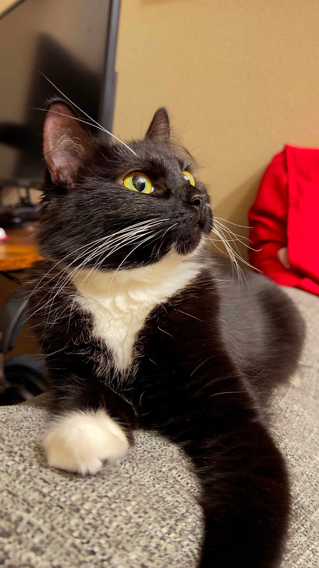 Pippi joined the competition — help win amazing prizes! cat, tuxedo_cat, yellow_eyes, whiskers, fur, paw, couch, fabric, indoor, pet, feline, closeup, portrait, relaxed, curious, black_and_white, home, animal, sitting, soft_lighting