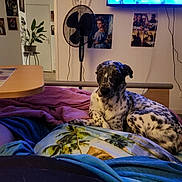 Louna participe au concours pour gagner de l'argent avec cette photo : dog, bed, blanket, indoor, fan, plant, poster, television, furniture, relaxing, spotted_dog, laying_down, wall_art, room, cozy, curious, animal, domestic, home, comfort
