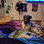 dog, bed, blanket, indoor, fan, plant, poster, television, furniture, relaxing, spotted_dog, laying_down, wall_art, room, cozy, curious, animal, domestic, home, comfort