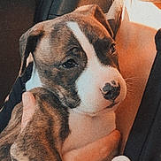 Axel is registered to the contest to win money with this photo: puppy, dog, pet, animal, close_up, human_hand, indoor, warm_light, brown_and_white, fur, cute, face, young_dog, portrait, companionship, holding, soft_light, snout, ears, caring