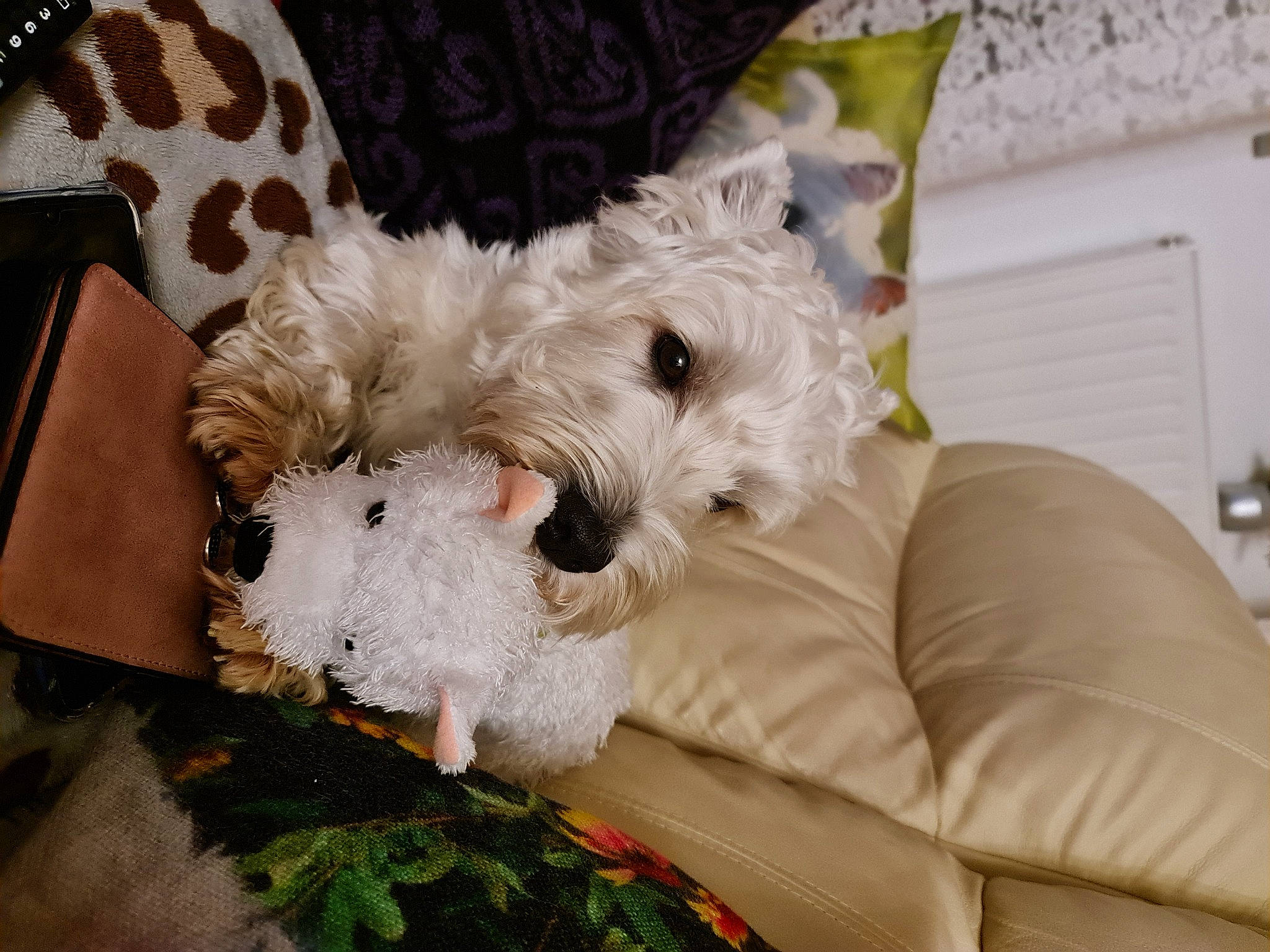 Nino participe au concours pour gagner de l'argent avec cette photo : bolonka, canidae, carnivore, companion_dog, dog, dog_breed, maltepoo, maltese, mammal, non_sporting_group, puppy, rare_breed_dog, schnoodle, sealyham_terrier, small_terrier, sporting_lucas_terrier, terrier, toy_dog, vertebrate, west_highland_white_terrier