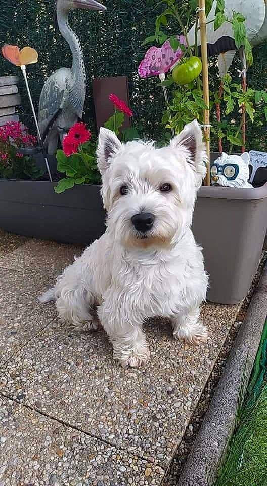 Nino a rejoint le concours — aidez-le/la à gagner de superbes lots ! canidae, carnivore, companion_dog, dog, dog_breed, glen_of_imaal_terrier, mammal, norwich_terrier, rare_breed_dog, scottish_terrier, sealyham_terrier, small_terrier, sporting_lucas_terrier, terrier, vertebrate, west_highland_white_terrier
