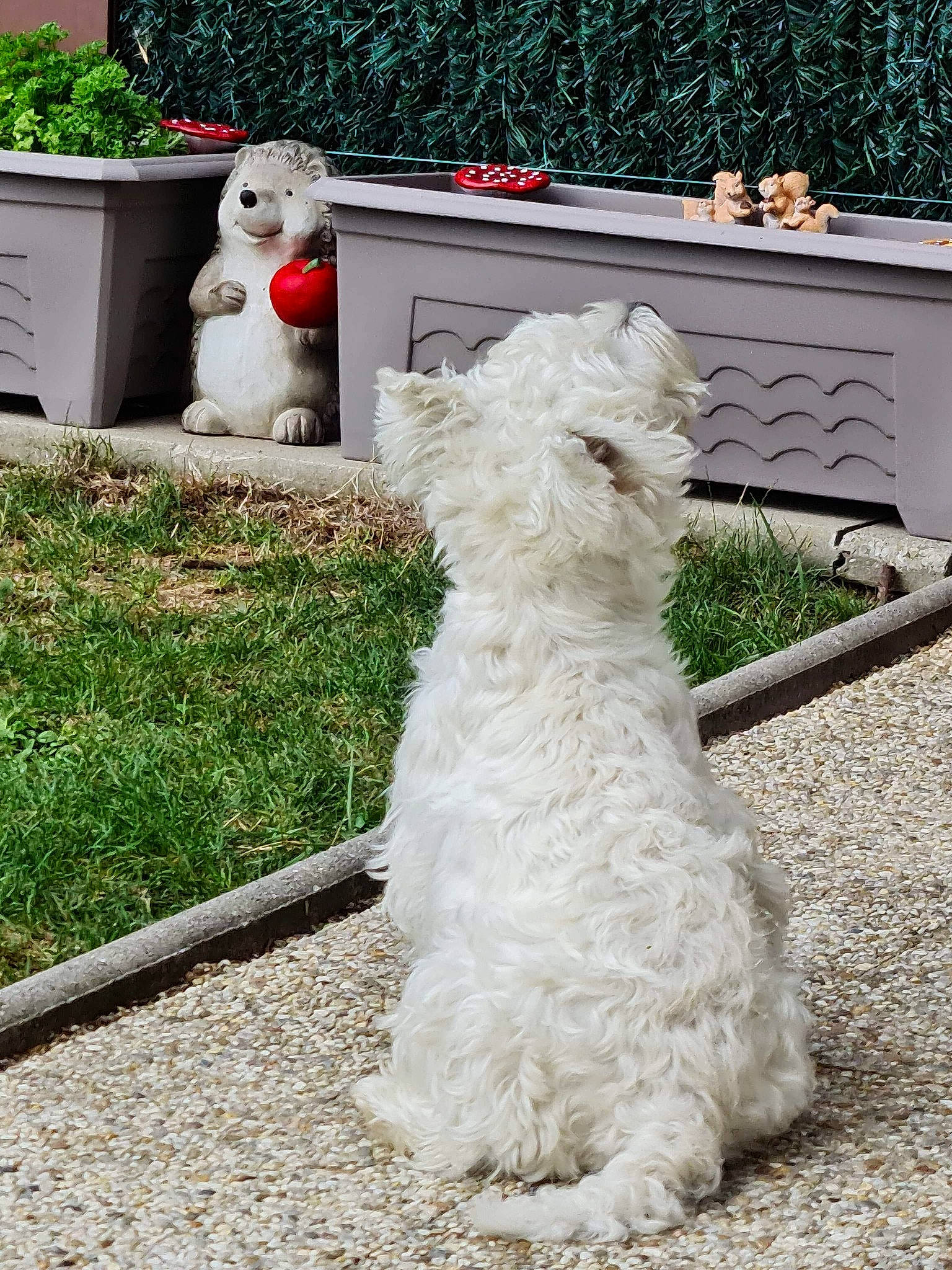 Nino a rejoint le concours — aidez-le/la à gagner de superbes lots ! alpaca, bichon_frise, bolognese, canidae, carnivore, companion_dog, dog, dog_breed, grass, maltese, mammal, non_sporting_group, puppy, rare_breed_dog, sealyham_terrier, sporting_group, sporting_lucas_terrier, terrier, vertebrate, west_highland_white_terrier