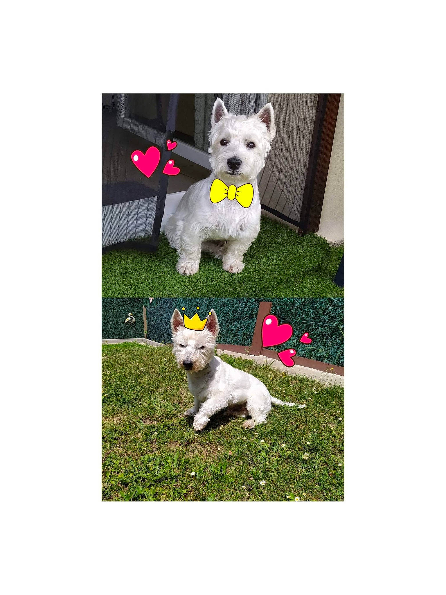 Nino participe au concours pour gagner de l'argent avec cette photo : cairn_terrier, canidae, carnivore, companion_dog, dog, dog_breed, french_bulldog, grass, mammal, non_sporting_group, puppy, standard_schnauzer, tail, terrier, toy_dog, vertebrate, west_highland_white_terrier