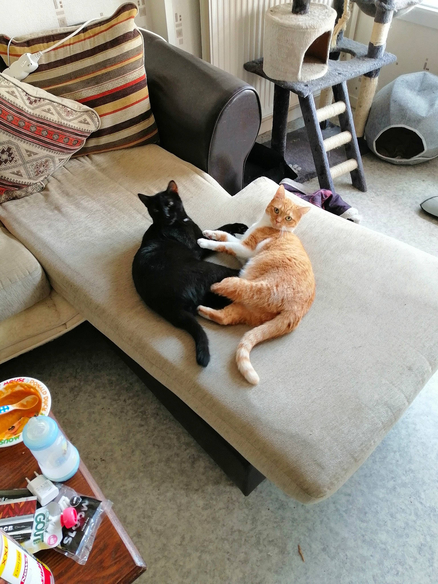 Pin-up a rejoint le concours — aidez-le/la à gagner de superbes lots ! carnivore, cat, comfort, companion_dog, couch, dog_breed, fawn, felidae, floor, flooring, furniture, hardwood, interior_design, living_room, mammal, pillow, textile, vertebrate, whiskers, wood