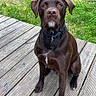 dog, chocolate_color, sitting, wooden_deck, grass, outdoor, pet, collar, attentive, brown, canine, animal, nature, daylight, fence, portrait, friendly, domestic, muzzle, ears