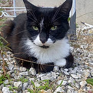 Moustache participe au concours pour gagner de l'argent avec cette photo : animal, black_and_white, cat, closeup, curious, ears, feline, grass, green_eyes, ground, metal_rack, nature, outdoor, pet, portrait, relaxed, resting, rocks, urban, whiskers
