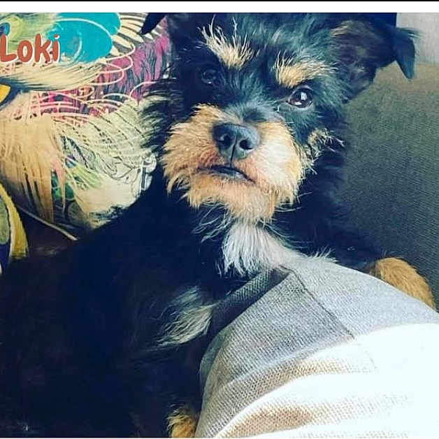 Loki joined the competition — help win amazing prizes! dog, pet, indoor, couch, pillow, fur, black, tan, animal, cute, face, eyes, nose, sitting, relaxed, cozy, home, portrait, canine, scruffy