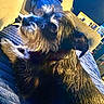 dog, pet, fur, black, gray, blanket, indoor, couch, relaxed, animal, portrait, cozy, home, furniture, photography, companion, cute, mammal, laying, side_view