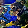 Loki is registered to the contest to win money with this photo: dog, indoor, blue_blanket, carpet, table, skull_pattern, slippers, pet, fur, side_view, cozy, resting, brown, black, yellow_paws, furniture, home, animal, closeup, relaxed