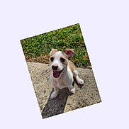 Lacey is registered to the contest to win money with this photo: dog, puppy, outdoor, grass, concrete, happy, sitting, tongue_out, small_dog, pet, canine, sunlight, playful, young_dog, animal, cute, nature, daylight, smiling, ears