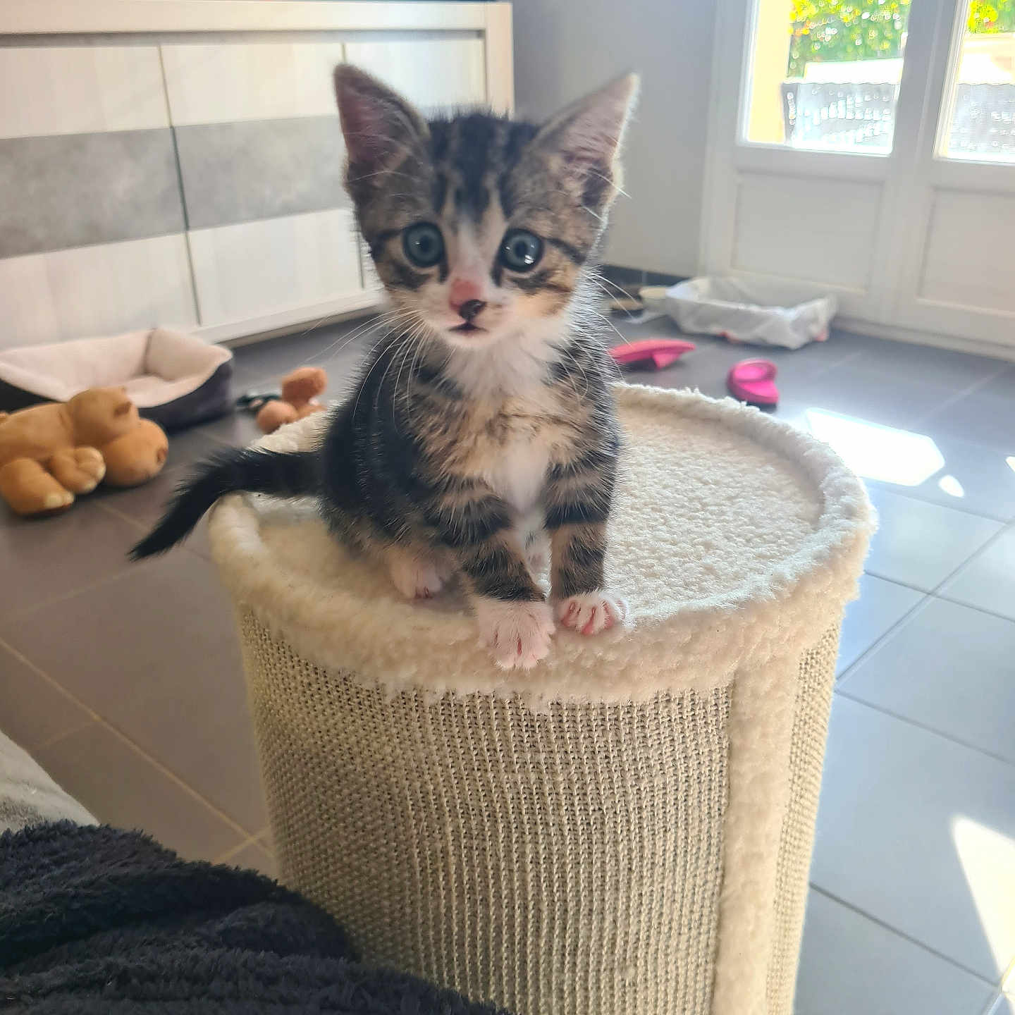Nutella participe au concours pour gagner de l'argent avec cette photo : kitten, cat, tabby, pet, animal, sitting, scratching_post, cat_tree, fluffy, whiskers, blue_eyes, wide_eyed, indoors, home, sunlight, window, toys, floor, furniture, cute