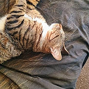 Barrel is registered to the contest to win money with this photo: cat, tabby, sleeping, resting, feline, pet, fur, whiskers, paws, blanket, bed, cozy, indoor, domestic_animal, relaxation, animal, cute, striped, nap, soft
