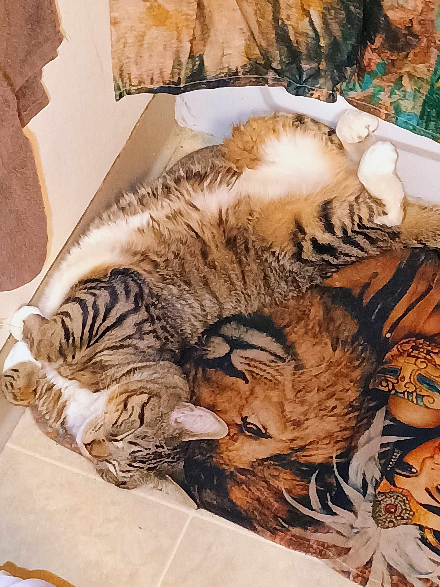 Barrel is registered to the contest to win money with this photo: cat, tabby, sleeping, relaxed, floor, rug, animal, pet, indoor, fur, whiskers, paws, cute, cozy, resting, tabby_cat, striped, mammal, domestic_cat, napping