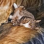Barrel is registered to the contest to win money with this photo: cat, tabby, furry_blanket, relaxed, indoor, pet, cozy, upside_down, striped, whiskers, paws, fur, cute, sleepy, domestic_animal, resting, animal, soft_texture, comfortable, lazy