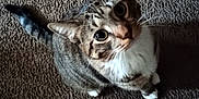 Barrel joined the competition — help win amazing prizes! cat, tabby, pet, indoor, carpet, toy, scratching_pad, curious, wide_eyes, whiskers, feline, playful, domestic_animal, looking_up, floor, animal, mammal, cute, close_up, household