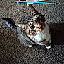 cat, tabby, pet, indoor, carpet, toy, scratching_pad, curious, wide_eyes, whiskers, feline, playful, domestic_animal, looking_up, floor, animal, mammal, cute, close_up, household