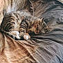 Barrel is registered to the contest to win money with this photo: cat, tabby_cat, sleeping, fur, paws, blanket, bed, resting, indoor, cozy, striped, mammal, pet, animal, feline, relaxing, soft_light, curled_up, domestic, napping