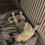 dog, bed, blanket, floor, radiator, indoor, relaxed, lying_down, pet, canine, sleeping, paws_up, cozy, patterned_bed, wood_floor, domestic, fur, resting, animal, comfort