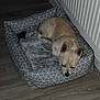 dog, pet_bed, blanket, sleeping, indoor, floor, wooden_floor, radiator, cozy, small_dog, resting, fur, animal, home, quiet, peaceful, beige, curled_up, blanket_pattern, comfort