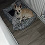 dog, pet_bed, blanket, floor, radiator, wooden_floor, indoor, small_dog, tan_dog, white_dog, curled_up, looking_at_camera, cozy, resting, home, animal, cute, companion, quiet, calm