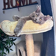 Baloo a rejoint le concours — aidez-le/la à gagner de superbes lots ! cat, gray_cat, cat_tree, indoor, furniture, home_decor, plant, curtain, relaxed, pet, animal, paw, feline, cozy, wooden_sign, soft, resting, shelf, house, comfortable
