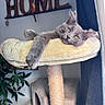 cat, gray_cat, cat_tree, indoor, furniture, home_decor, plant, curtain, relaxed, pet, animal, paw, feline, cozy, wooden_sign, soft, resting, shelf, house, comfortable