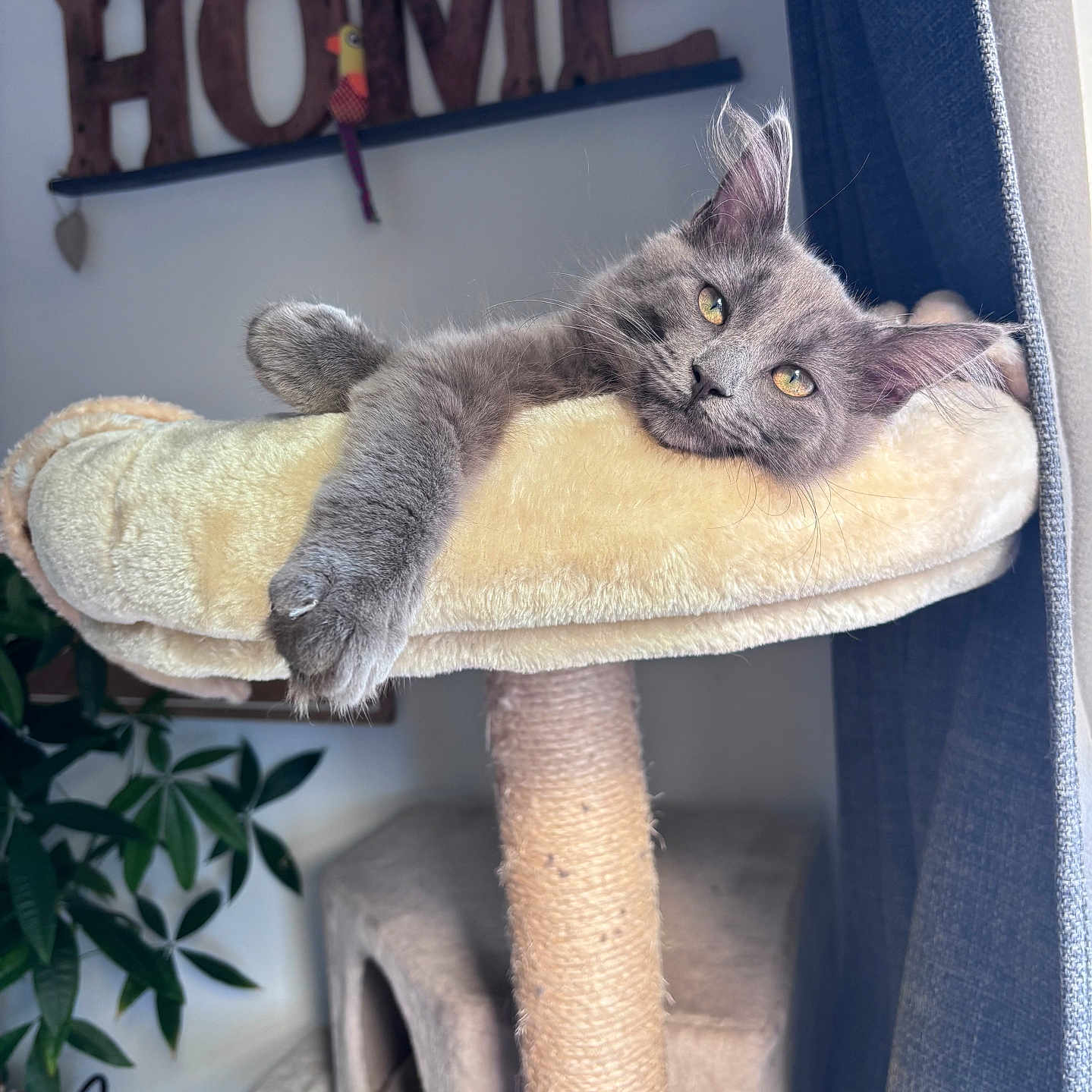 Baloo
