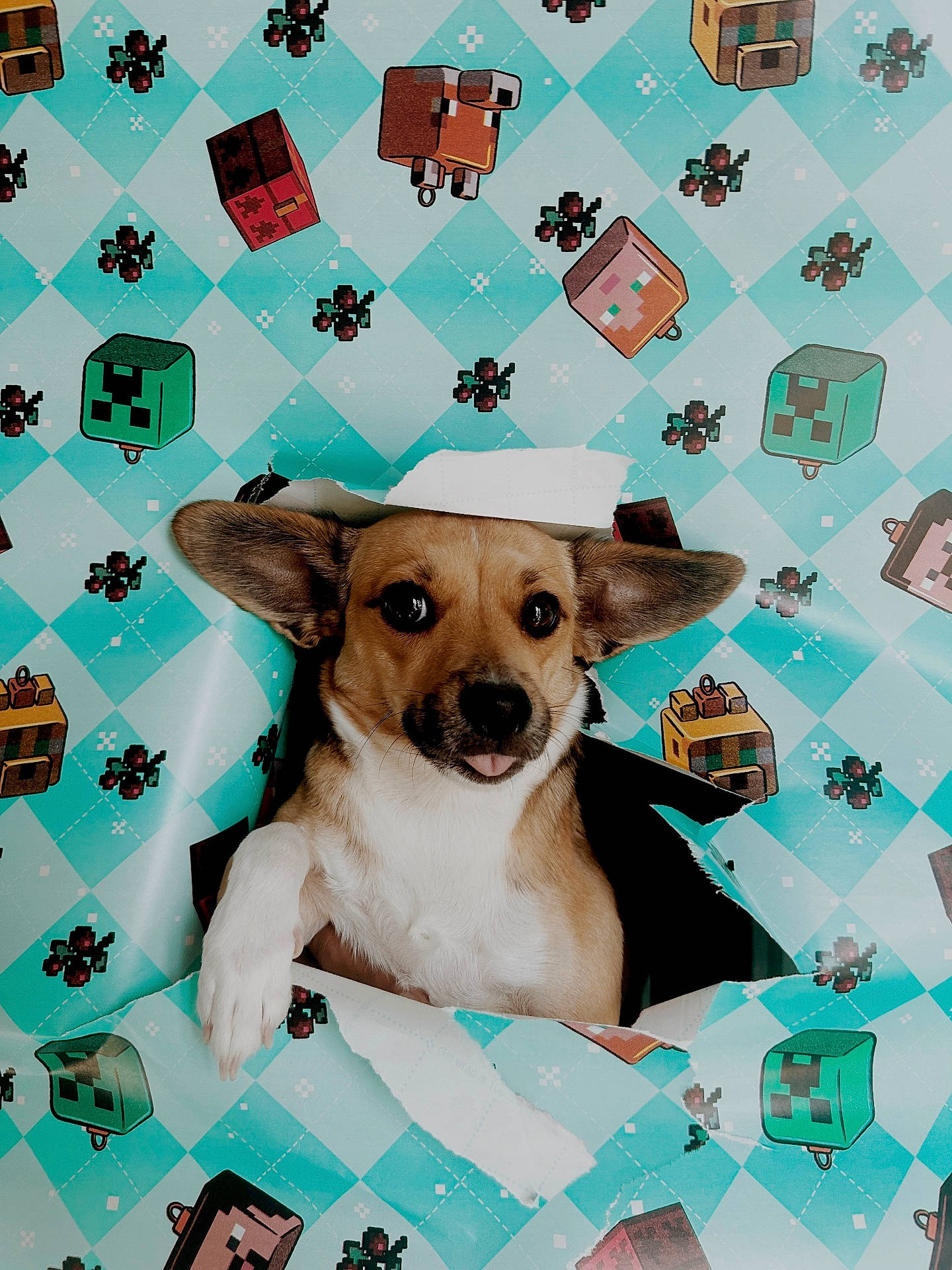 Cookie is registered to the contest to win money with this photo: accessories, animal, architecture, beagle, blanket, building, canine, dog, envelope, greetingcard, hound, indoors, interiordesign, mail, pattern, pet, puppy, snout, toy, wall