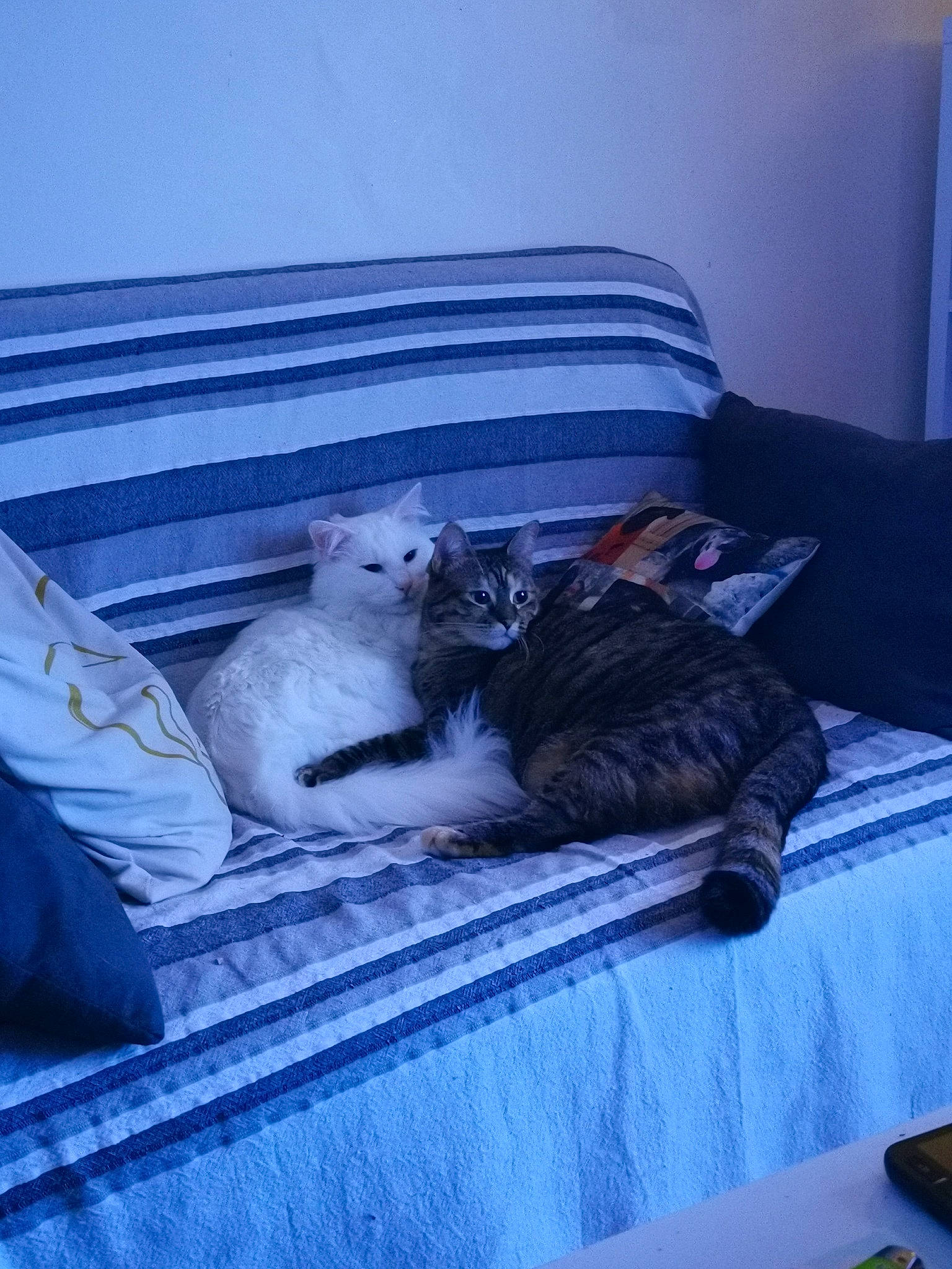 Tipex a rejoint le concours — aidez-le/la à gagner de superbes lots ! bed, bed_sheet, bedding, carnivore, cat, comfort, companion_dog, domestic_short_haired_cat, felidae, fur, grey, hardwood, linens, pillow, room, small_to_medium_sized_cats, tail, textile, whiskers, wood