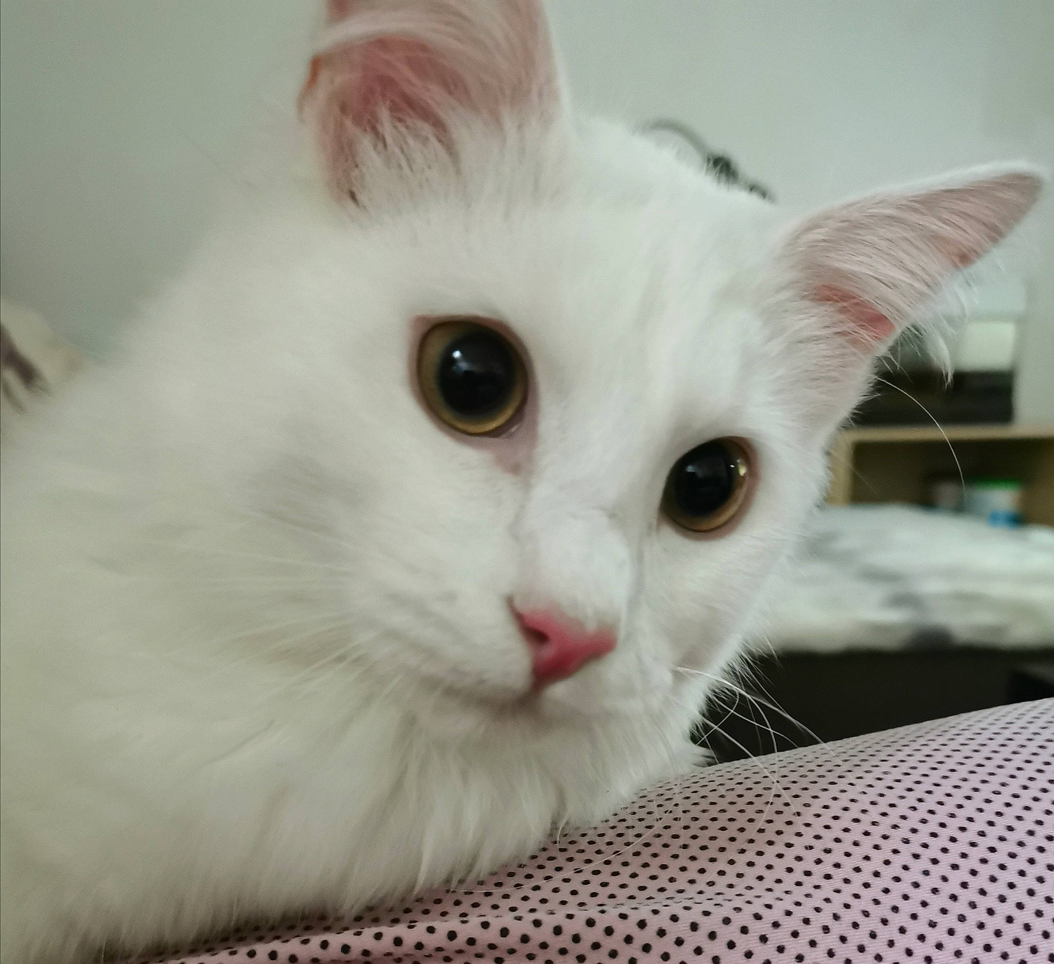 Tipex a rejoint le concours — aidez-le/la à gagner de superbes lots ! aegean_cat, american_curl, burmilla, carnivore, cat, domestic_long_haired_cat, ear, eye, felidae, fur, khao_manee, kitten, mammal, nose, ragdoll, small_to_medium_sized_cats, turkish_angora, turkish_van, vertebrate, whiskers