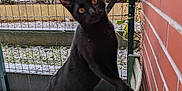 Choupy a rejoint le concours — aidez-le/la à gagner de superbes lots ! black_cat, cat, pet, animal, bench, wooden_bench, snow, outdoor, fence, wire_fence, brick_wall, garden, yellow_eyes, whiskers, paws, curious, standing, portrait, winter, balcony