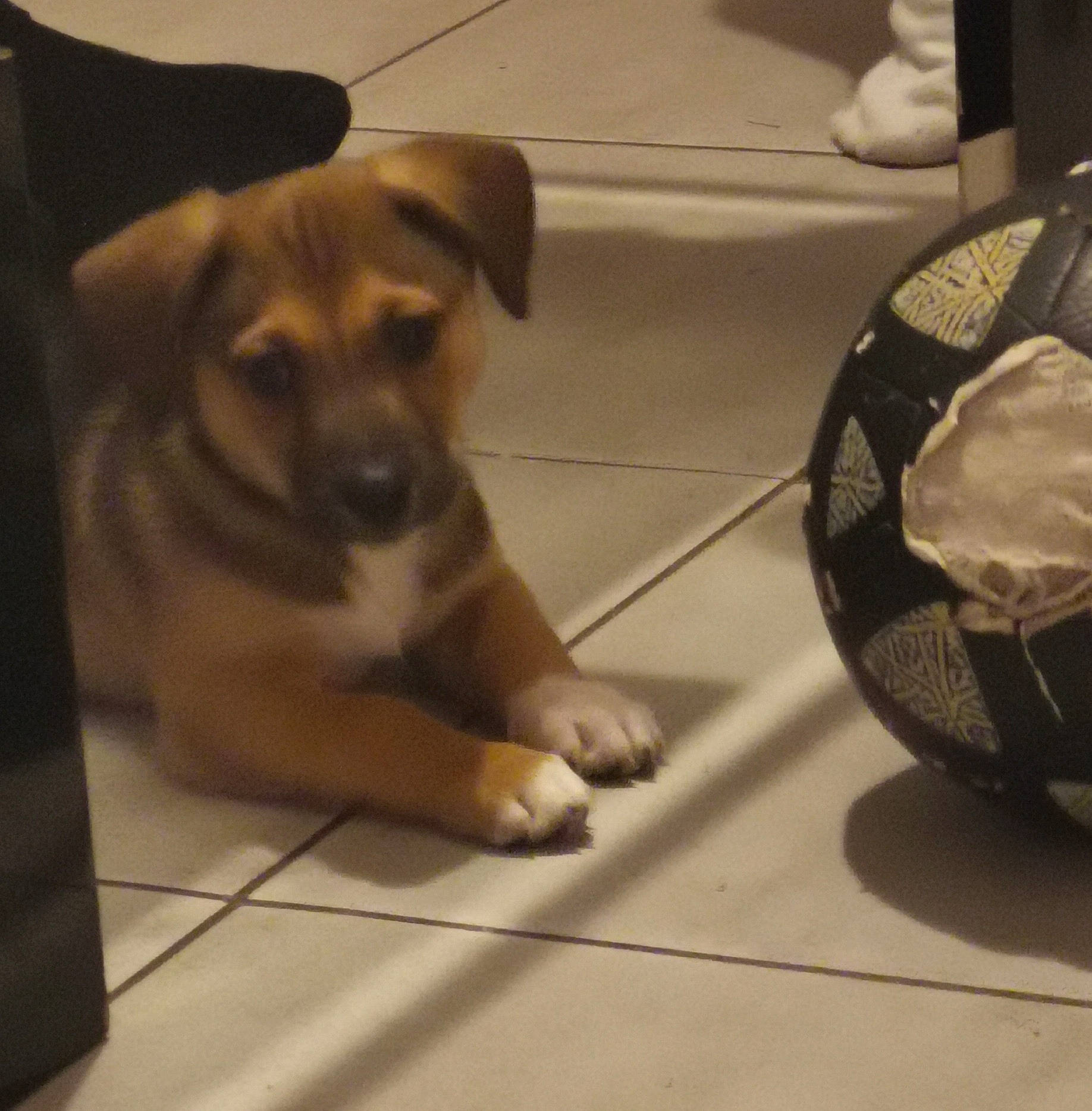 Rocky participe au concours pour gagner de l'argent avec cette photo : canidae, carnivore, companion_dog, dog, dog_breed, fawn, floor, flooring, foot, fur, hardwood, paw, pet_supply, snout, sporting_group, tail, terrestrial_animal, toy_dog, wood, working_animal