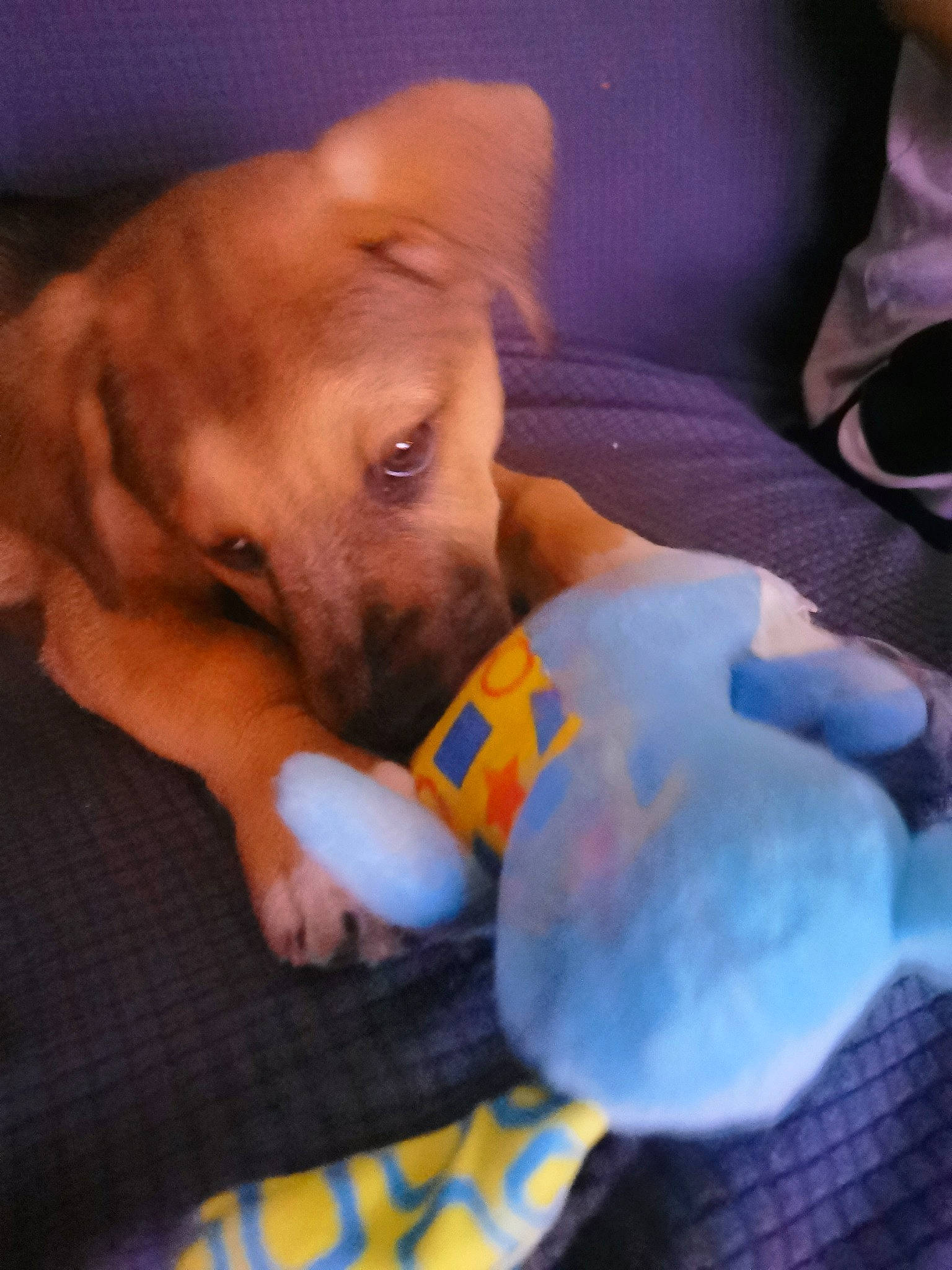 Rocky participe au concours pour gagner de l'argent avec cette photo : bedtime, canidae, carnivore, cloud, comfort, companion_dog, dog, dog_breed, dog_supply, dog_toy, ear, fawn, fur, guard_dog, mammal, nap, paw, puppy_love, stuffed_toy, working_animal