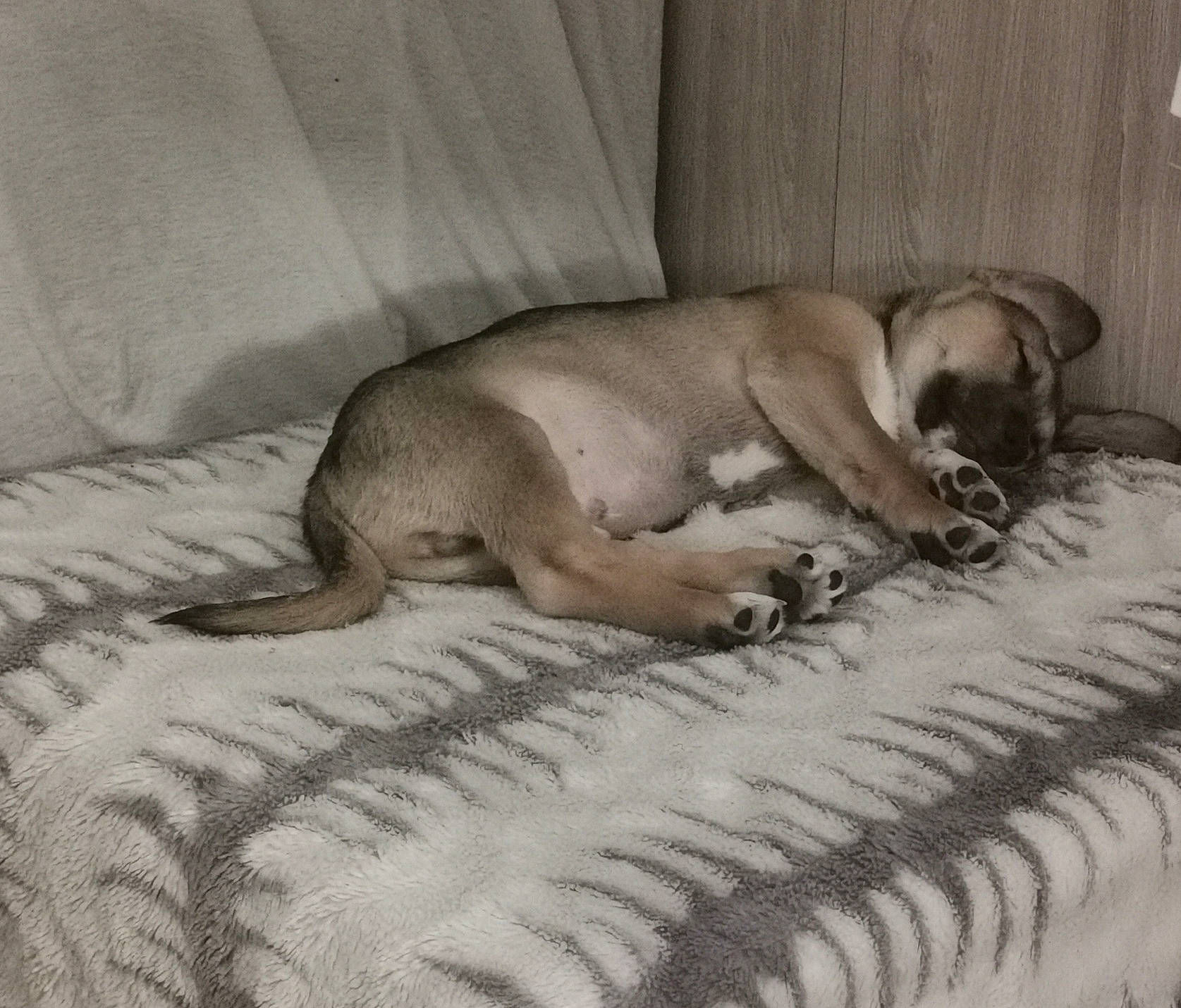 Rocky a rejoint le concours — aidez-le/la à gagner de superbes lots ! art, bed_sheet, bedding, canidae, carnivore, comfort, companion_dog, dog, dog_breed, duvet, fawn, flooring, fur, grey, linens, nap, sporting_group, tail, terrestrial_animal, working_animal