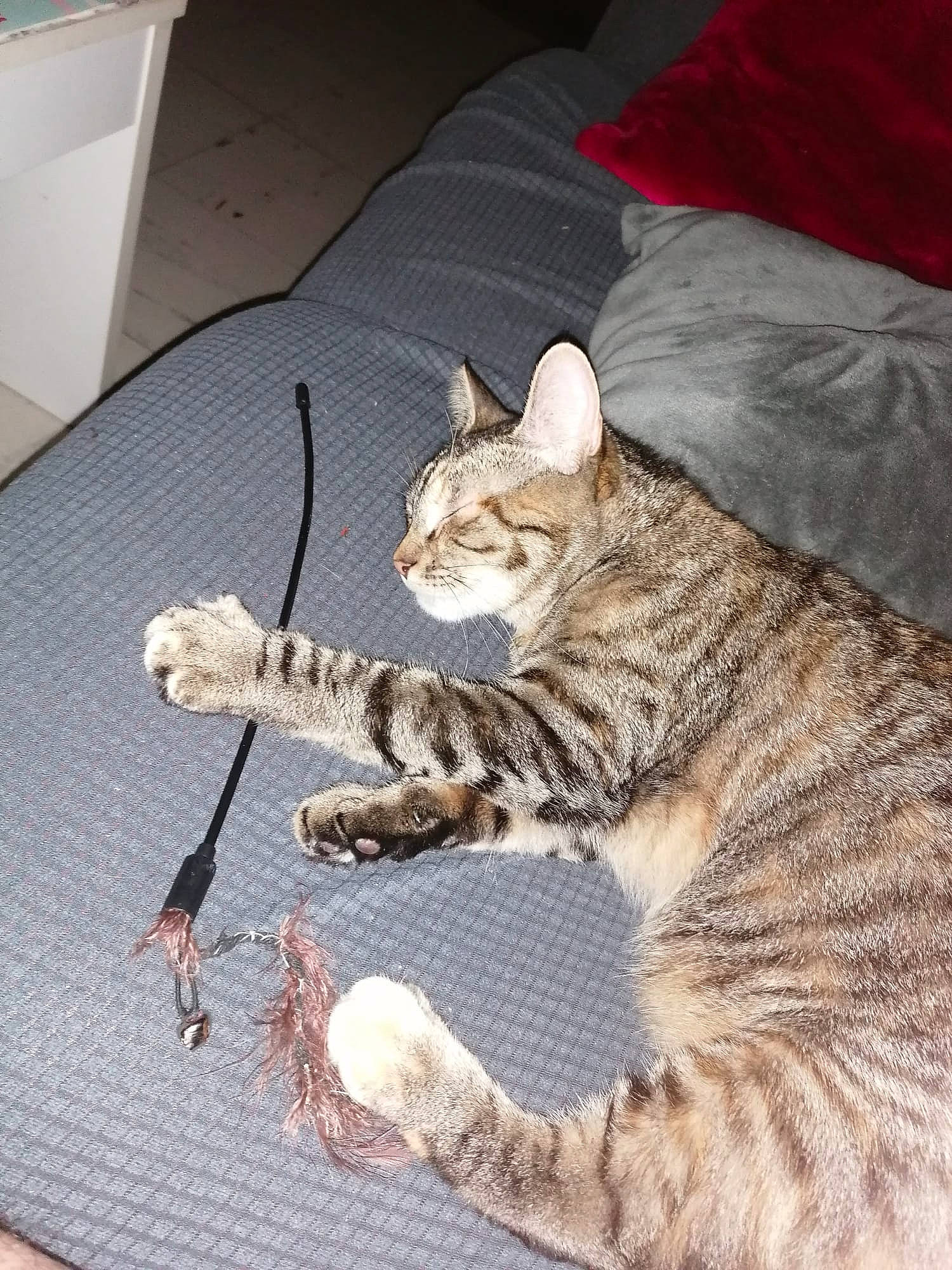 Pepette a rejoint le concours — aidez-le/la à gagner de superbes lots ! carnivore, cat, claw, comfort, domestic_short_haired_cat, fawn, felidae, foot, fur, linens, paw, sitting, small_to_medium_sized_cats, snout, tail, terrestrial_animal, whiskers, wildlife