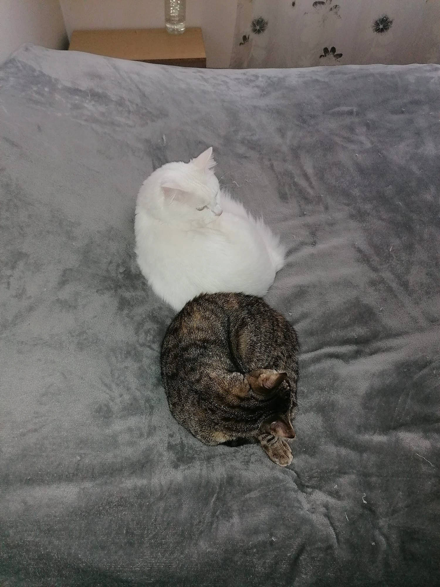 Pepette a rejoint le concours — aidez-le/la à gagner de superbes lots ! bedding, carnivore, cat, cat_bed, comfort, domestic_short_haired_cat, felidae, flooring, fur, grey, hardwood, linens, paw, room, small_to_medium_sized_cats, tail, terrestrial_animal, whiskers, wildlife, wood