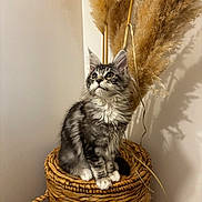 Abba participe au concours pour gagner de l'argent avec cette photo : kitten, cat, feline, fluffy, gray_fur, white_fur, basket, woven, pampas_grass, indoor, pet, curious, whiskers, sitting, soft_lighting, closeup, young_animal, domestic_cat, furniture, decor