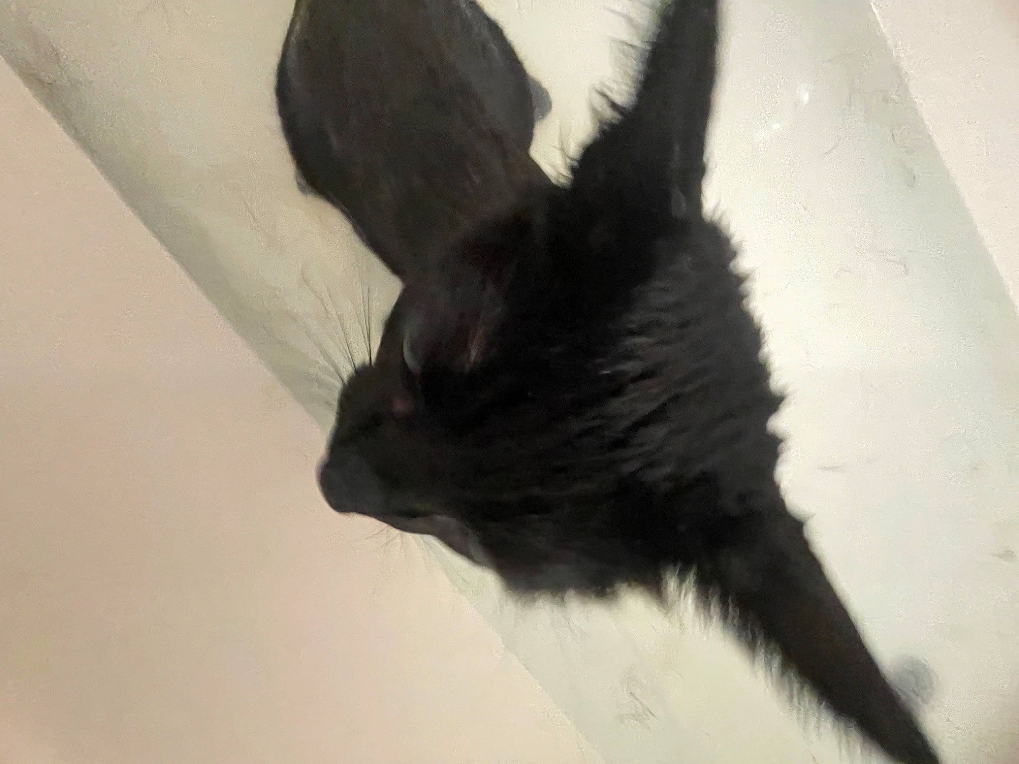 Blair is registered to the contest to win money with this photo: art, black_cat, cat, claw, ear, eye, feather, felidae, fur, gesture, shadow, small_to_medium_sized_cats, snout, tail, visual_arts, whiskers