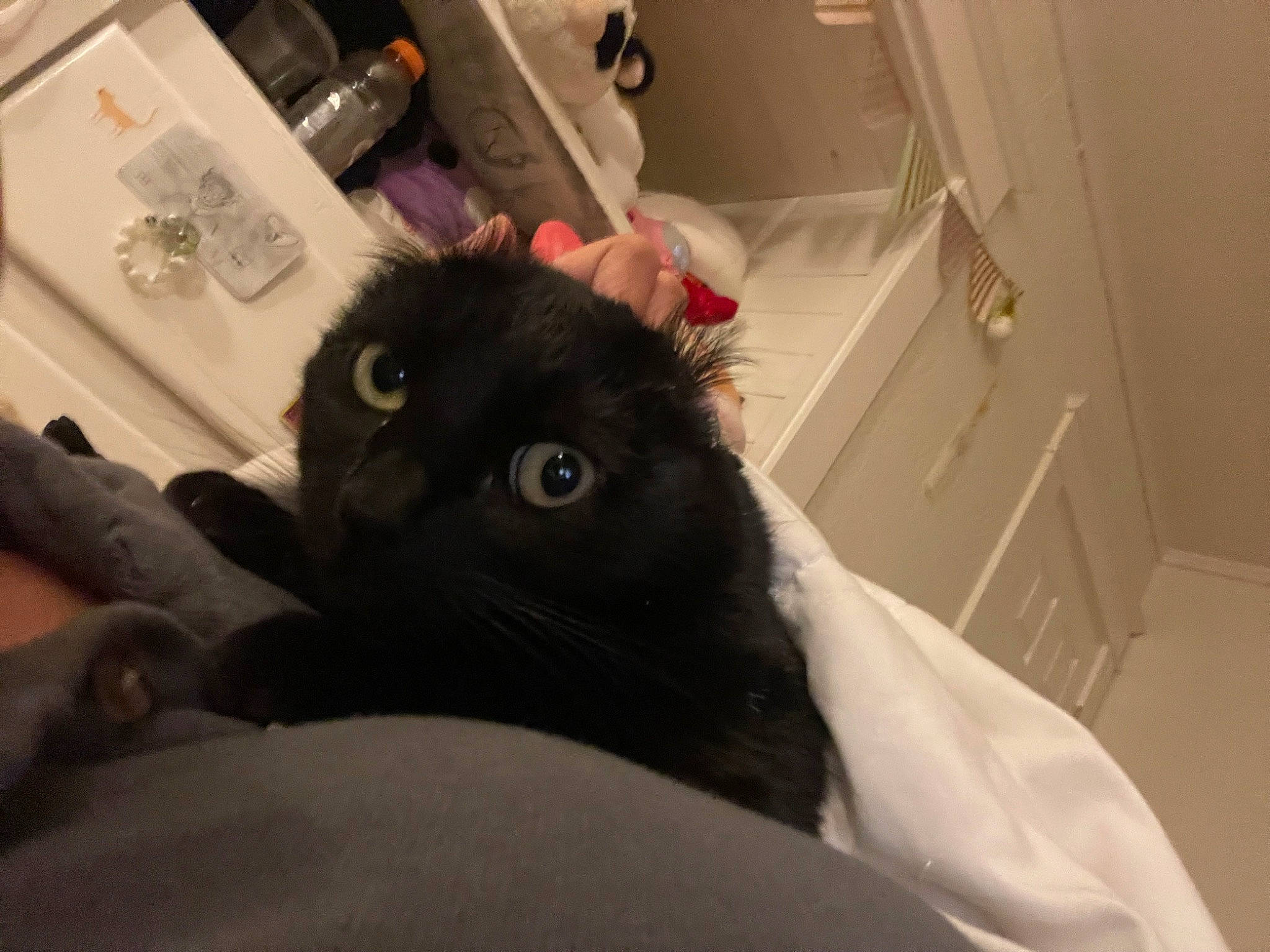 Blair joined the competition — help win amazing prizes! abdomen, bathroom, black_cat, carnivore, cat, comfort, domestic_short_haired_cat, felidae, fur, linens, room, sink, small_to_medium_sized_cats, snout, whiskers