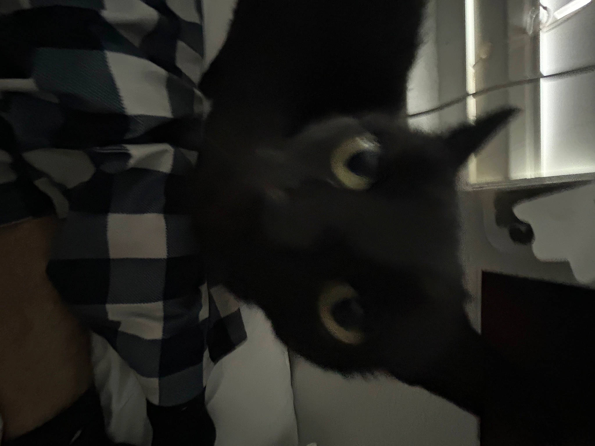 Blair is registered to the contest to win money with this photo: black_cat, carnivore, cat, darkness, domestic_short_haired_cat, felidae, fur, gesture, grey, human_leg, monochrome, monochrome_photography, pattern, shadow, sleeve, small_to_medium_sized_cats, tail, terrestrial_animal, whiskers, working_animal