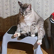 Cuddlebug is registered to the contest to win money with this photo: animal, blue_eyes, cat, cozy, cute, domestic_cat, feline, floral_wallpaper, funny_pose, gray_stool, home, indoor, lazy, paw, pet, pink_paw_pads, sitting, stool, tabby_cat, wooden_floor