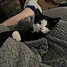 kitten, black_and_white_cat, blanket, cozy, indoor, person_leg, socks, furry_dog, water_bowl, floor, couch, resting, pet, animal, cute, relaxing, home, furniture, soft_texture, snuggling