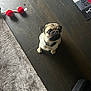 Astro a rejoint le concours — aidez-le/la à gagner de superbes lots ! dog, puppy, pug, toy, floor, carpet, indoor, pet, cute, animal, looking_up, wooden_floor, playful, collar, small_dog, red_toy, home, pet_toy, flooring, carpet_edge