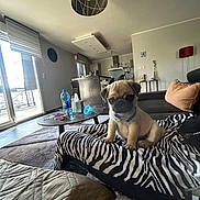 Astro participe au concours pour gagner de l'argent avec cette photo : dog, puppy, pug, blue_collar, zebra_stripe, blanket, living_room, coffee_table, water_bottle, tissue_box, window, couch, pillow, floor, lamp, modern_interior, carpet, chair, neutral_colors, daylight