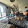 dog, puppy, pug, blue_collar, zebra_stripe, blanket, living_room, coffee_table, water_bottle, tissue_box, window, couch, pillow, floor, lamp, modern_interior, carpet, chair, neutral_colors, daylight