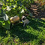 pug, puppy, dog, garden, vegetable_patch, butternut_squash, green_leaves, sunlight, grass, plants, outdoor, nature, cute, small_dog, young_animal, pet, summer, leafy, soil, daylight