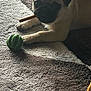 Astro a rejoint le concours — aidez-le/la à gagner de superbes lots ! dog, pug, pet, carpet, toy, ball, chew_stick, indoor, animal, cute, fur, paw, looking, resting, light, texture, brown, beige, companion, playful